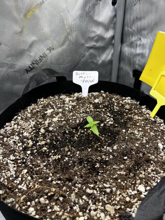 Indoor Winter 2025. Week 1