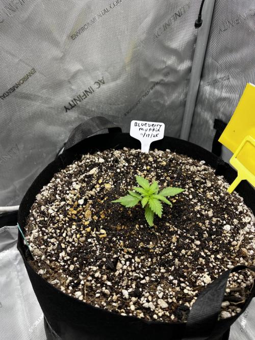 Indoor Winter 2025. Week 2