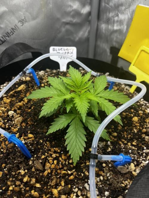 Indoor Winter 2025. Week 3