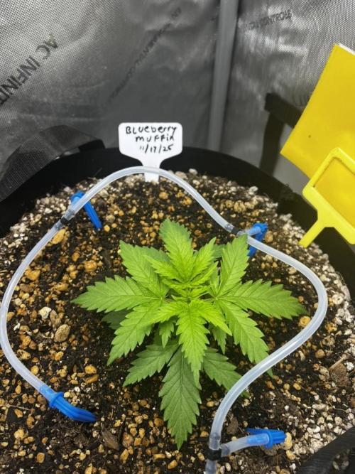 Indoor Winter 2025. Week 3