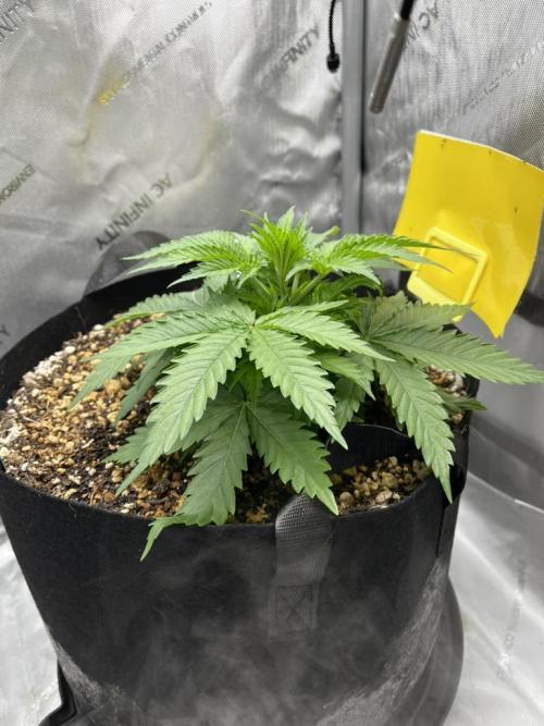 Indoor Winter 2025. Week 4