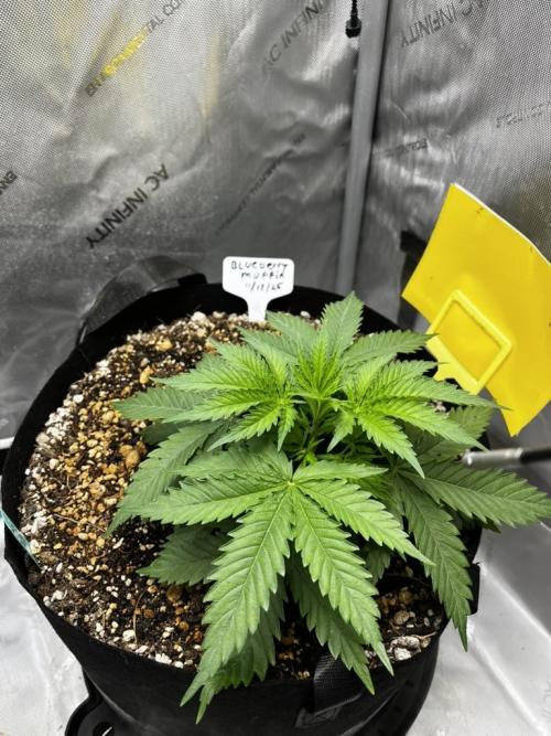 Indoor Winter 2025. Week 4