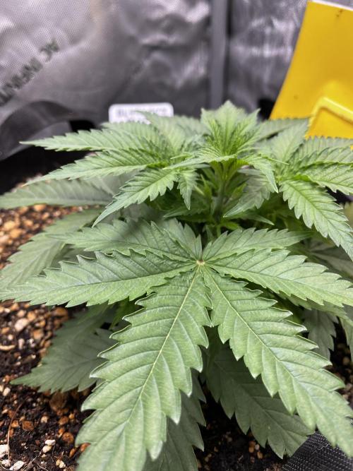 Indoor Winter 2025. Week 4