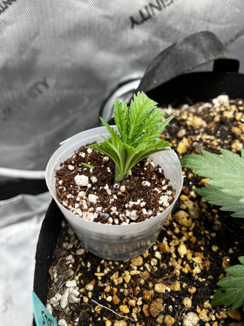 Indoor Winter 2025. Week 4 - Trying to clone the top.