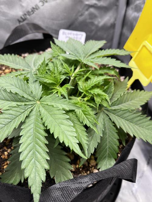 Indoor Winter 2025. Week 4 - Topped!