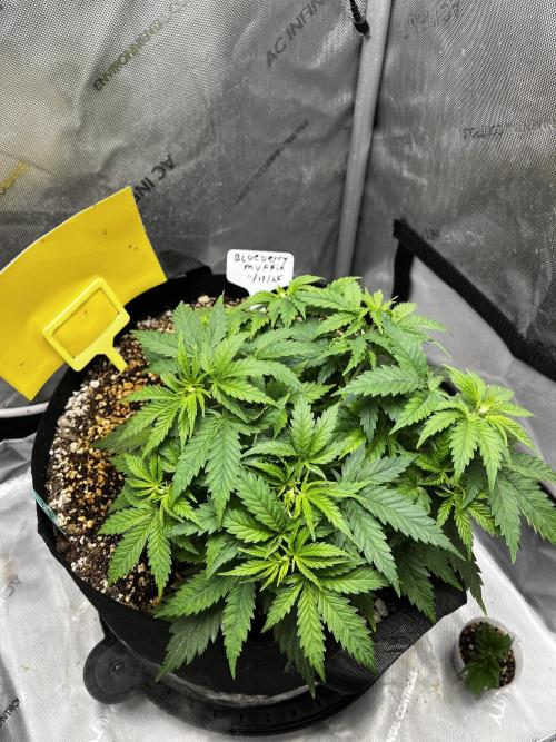 Indoor Winter 2025. Week 5