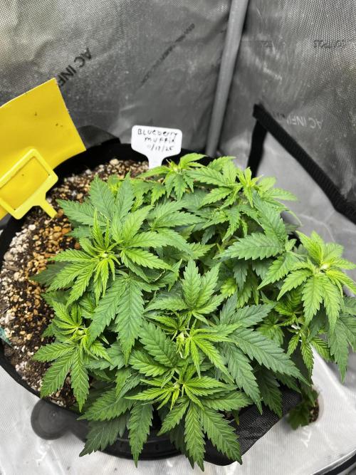 Indoor Winter 2025. Week 5