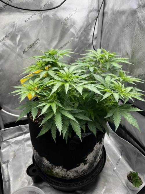 Indoor Winter 2025. Week 6