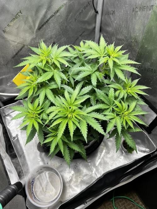 Indoor Winter 2025. Week 6