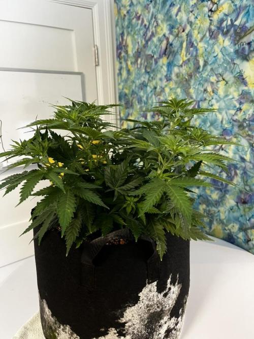 Indoor Winter 2025. Week 6