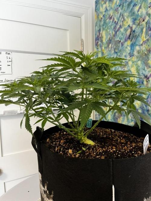 Indoor Winter 2025. Week 6