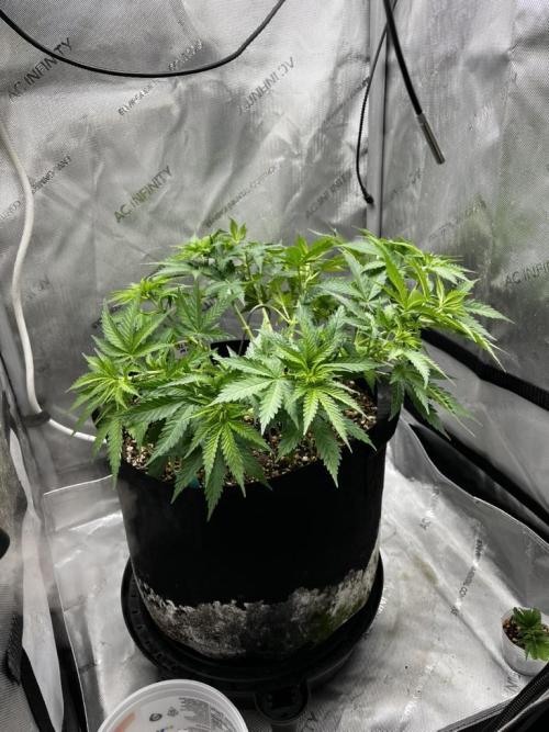 Indoor Winter 2025. Week 6