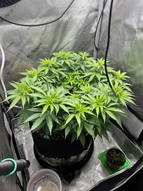 Indoor Winter 2025. Week 7