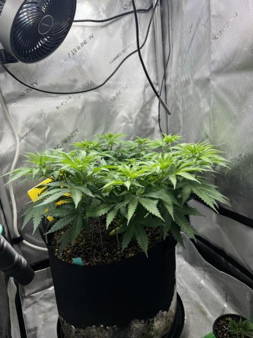 Indoor Winter 2025. Week 7