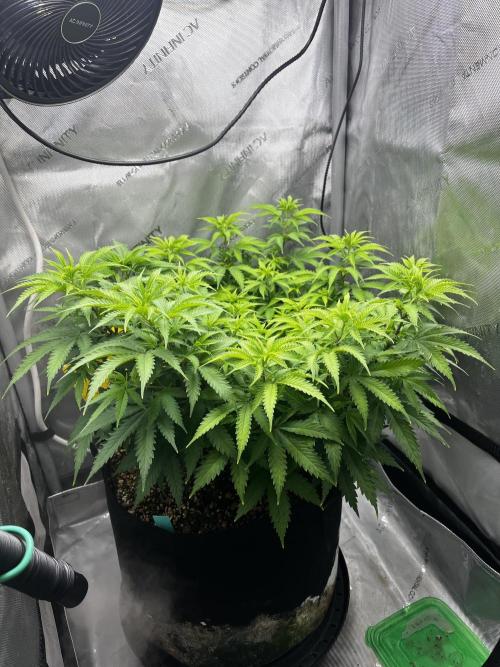 Indoor Winter 2025. Week 8