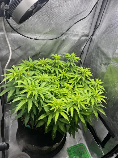 Indoor Winter 2025. Week 8