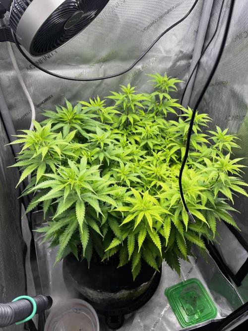 Indoor Winter 2025. Week 9