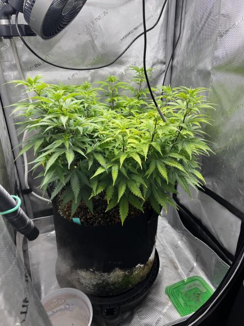 Indoor Winter 2025. Week 9