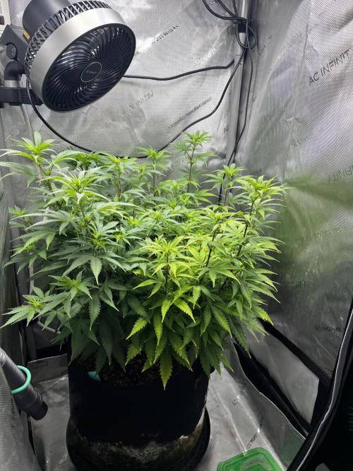 Indoor Winter 2025. Week 10