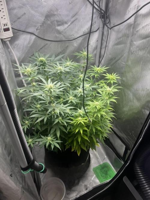 Indoor Winter 2025. Week 11