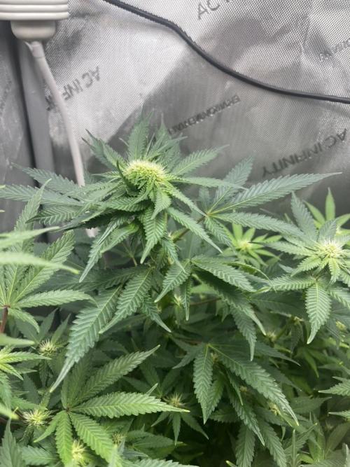 Indoor Winter 2025. Week 11