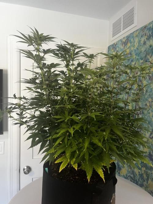 Indoor Winter 2025. Week 11