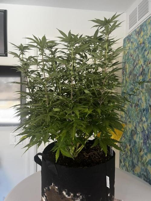 Indoor Winter 2025. Week 11