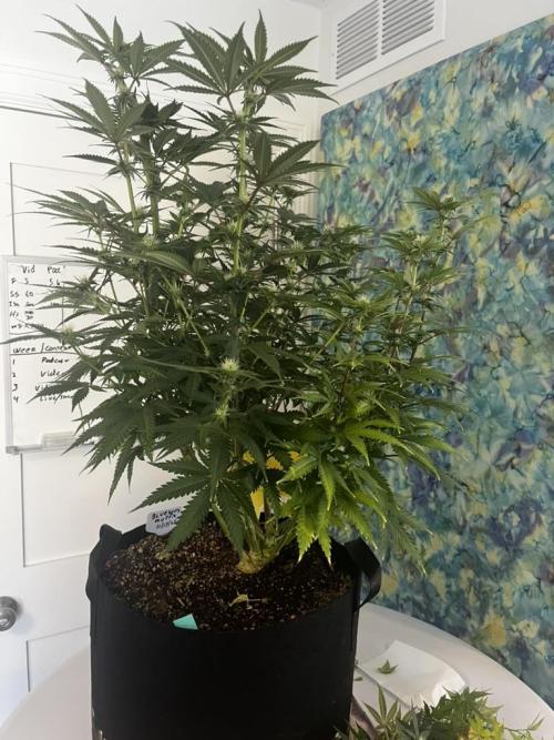 Indoor Winter 2025. Week 11