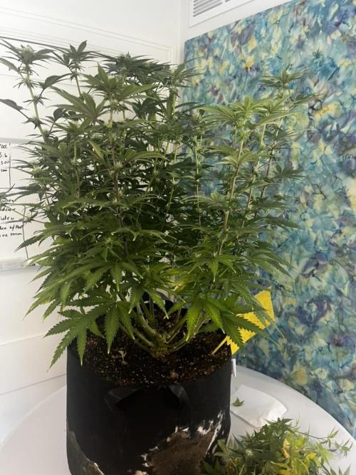 Indoor Winter 2025. Week 11