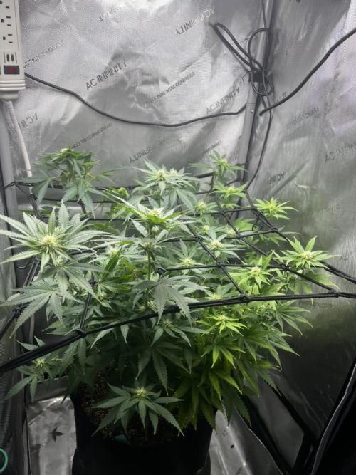 Indoor Winter 2025. Week 11