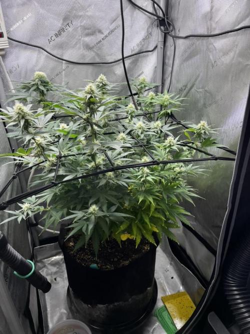 Indoor Winter 2025. Week 12
