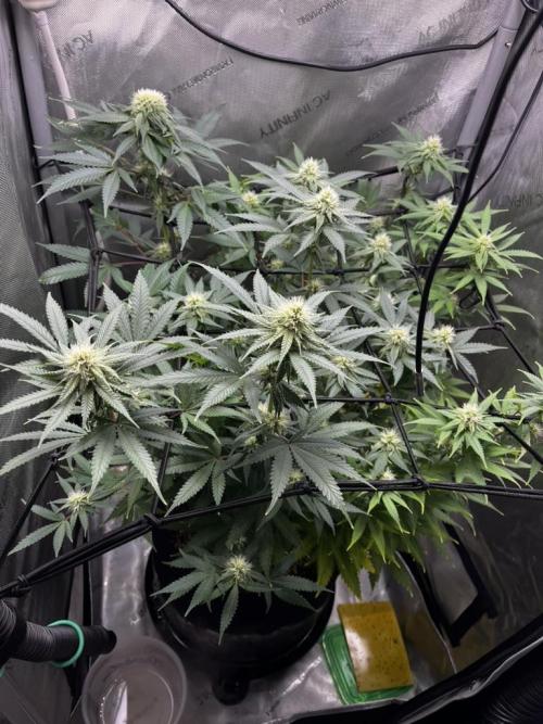 Indoor Winter 2025. Week 12