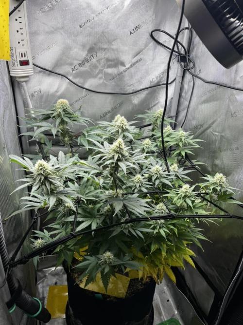 Indoor Winter 2025. Week 13