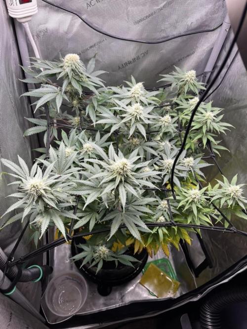 Indoor Winter 2025. Week 13