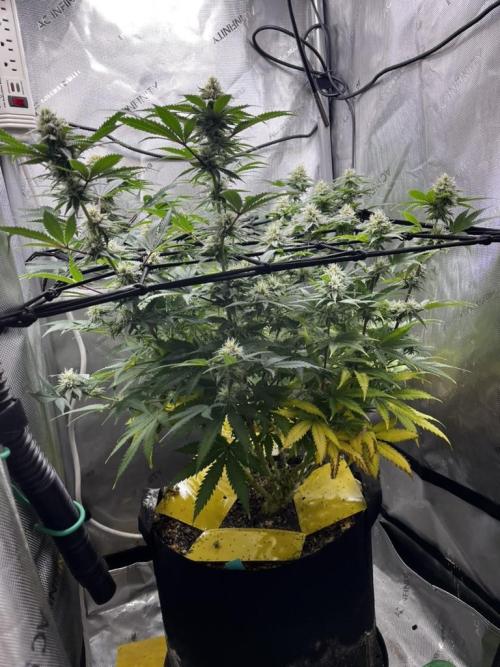 Indoor Winter 2025. Week 13