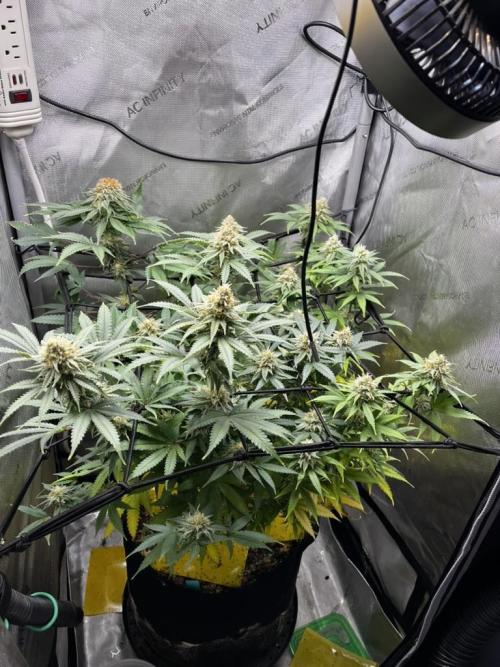 Indoor Winter 2025. Week 14