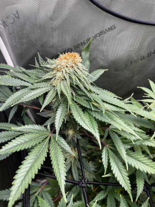 Indoor Winter 2025. Week 14