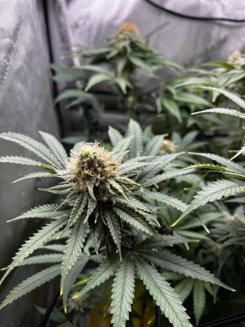 Indoor Winter 2025. Week 14