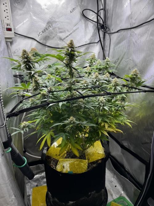 Indoor Winter 2025. Week 14
