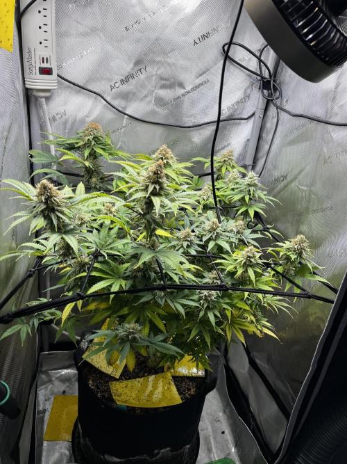 Indoor Winter 2025. Week 15