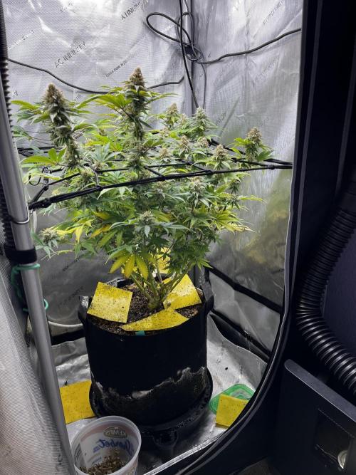 Indoor Winter 2025. Week 15