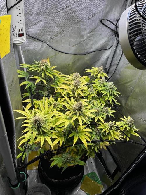 Indoor Winter 2025. Week 16