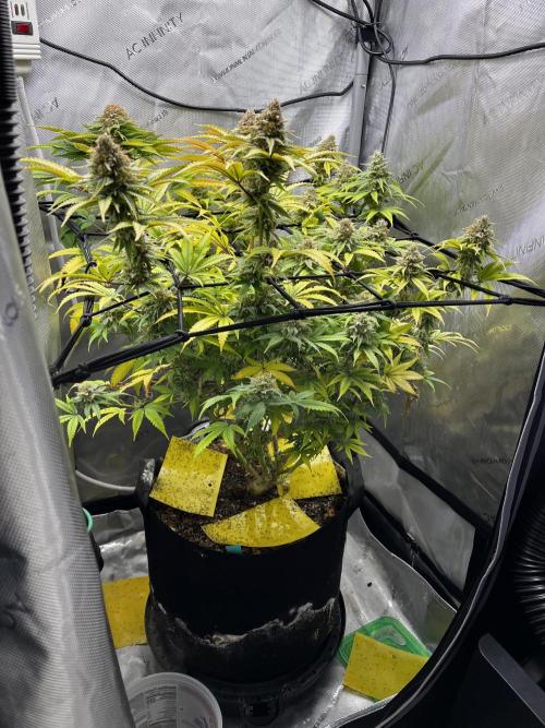 Indoor Winter 2025. Week 16