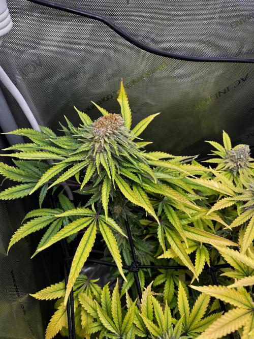 Indoor Winter 2025. Week 16