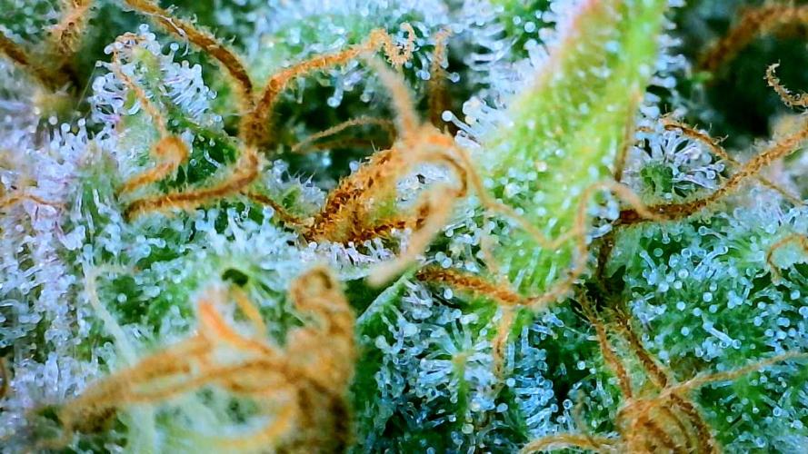 Indoor Winter 2025. Week 16