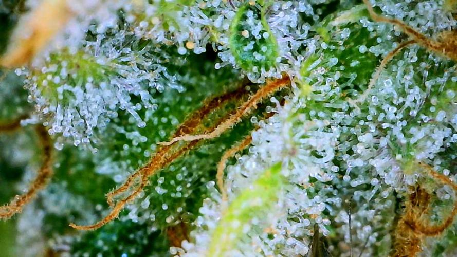 Indoor Winter 2025. Week 16