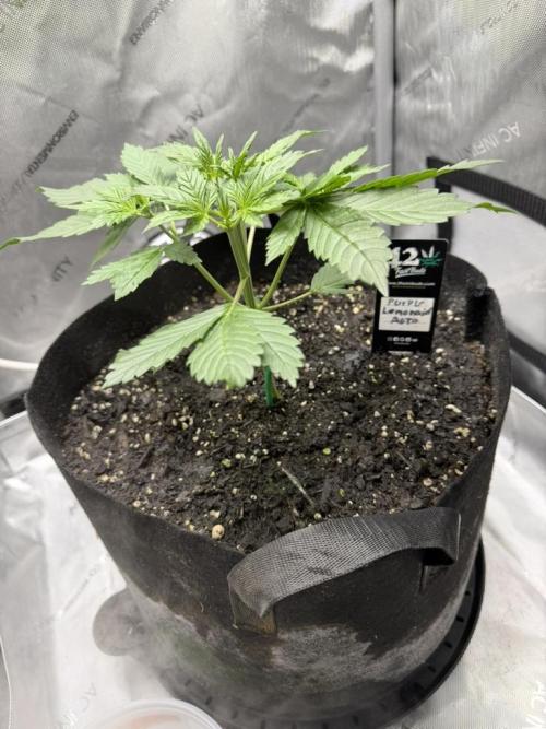Indoor Spring 2026. Week 3