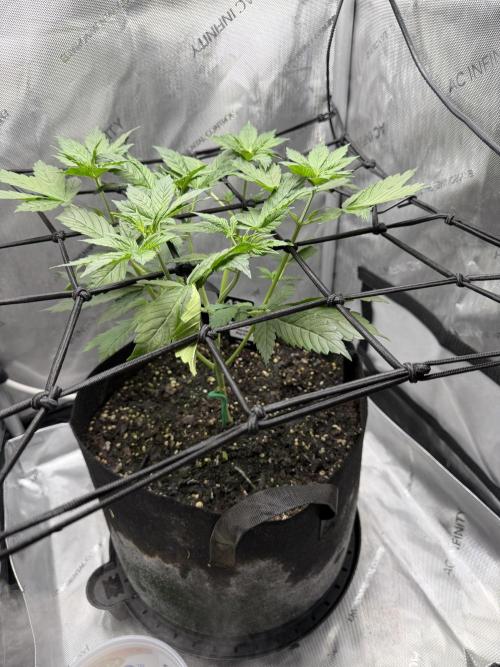 Indoor Spring 2026. Week 3