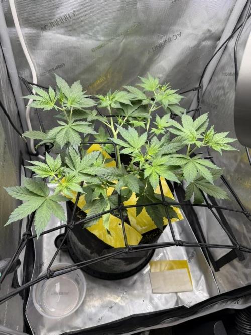 Indoor Spring 2026. Week 4