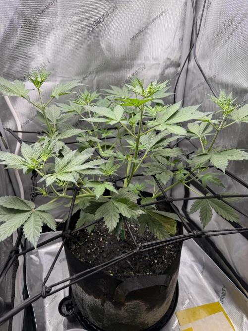 Purple Lemonade Auto. Week 4